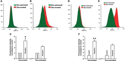 Corrigendum: A Novel Role of Connexin 40-Formed Channels in the Enhanced Efficacy of Photodynamic Therapy